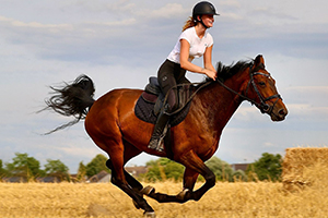 A professional rider on a horse